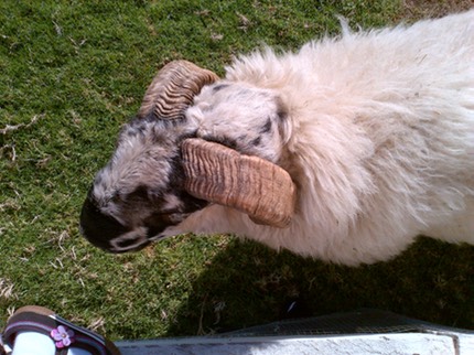 Shofar, still attached.jpg